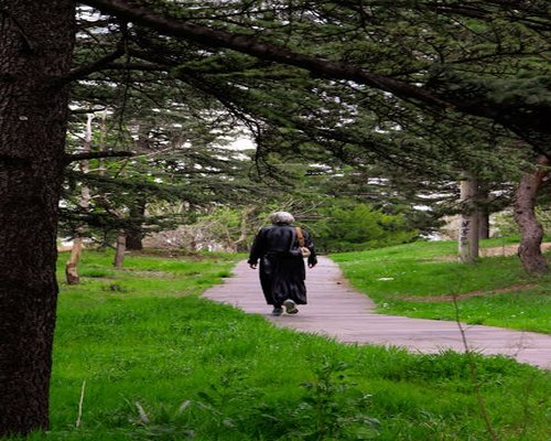 A person walking leisurely through a green urban park