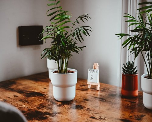 A small plant on a neat desk space